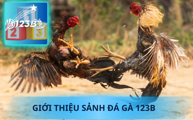 GIỚI THIỆU SẢNH ĐÁ GÀ TRỰC TIẾP 123B